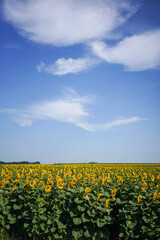 field of sunflowers with blue sky