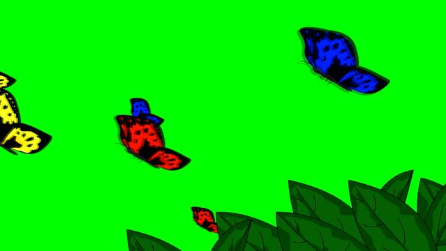 Animated video of butterflies flying with green background, insect, nature.