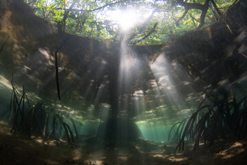Beams of sunlight filter into the shadows of a mangrove forest in Raja Ampat, Indonesia. Mangrove...