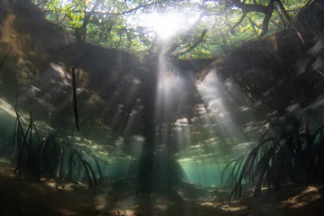 Fotobehang Beams of sunlight filter into the shadows of a mangrove forest in Raja Ampat, Indonesia. Mangrove habitats help support the incredible marine biodiversity found in this tropical region. © ead72