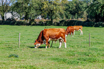 Obraz premium Dutch agricultural land with three brown cows calmly grazing, bushes and leafy trees in background, sunny summer day in Meers, Elsloo, Netherlands