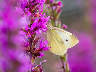 Small White Butterfly feeding on a Flower