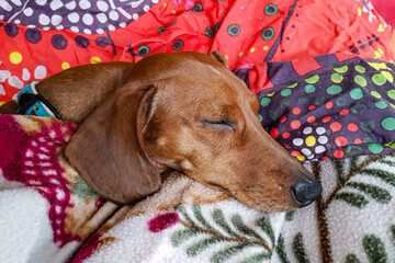 Headshot of a brown short-haired dachshund sleeping peacefully wrapped in reddish blankets, long...