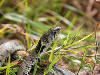 Grass Snake