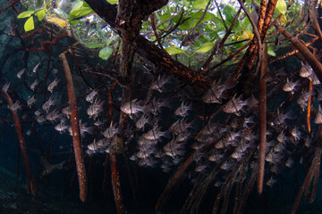 Orbiculate cardinalfish hover among the roots of a mangrove forest in Raja Ampat, Indonesia. Mangrove habitats help support the incredible marine biodiversity found in this tropical region.