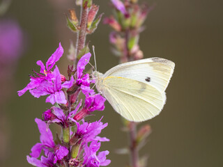 Small White Butterfly feeding on a Flower