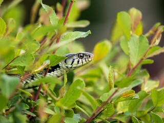 Grass Snake