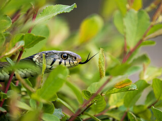 Close-up of a Grass Snake