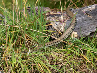 Close-up of a Grass Snake