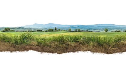 Obraz premium green rice field isolated on transparent background cutout