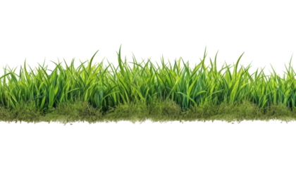 green grass isolated on transparent background cutout