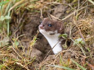 Weasel Looking out a Hole