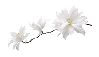 white flower isolated on transparent background cutout