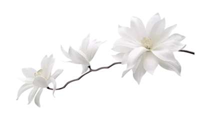 Poster white flower isolated on transparent background cutout © Papugrat