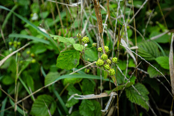 green plant growing in the park