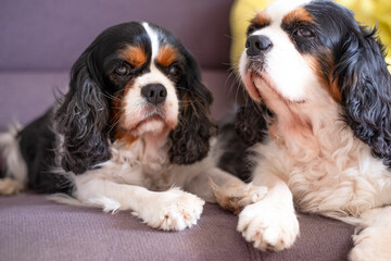Portrait of lovely couple of old cavalier king Charles dogs relaxing lying on home sofa