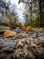 Beautiful pictures from walking in the wood path at fall. The trees are so beautiful and colorful. 