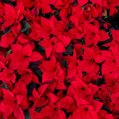 Weihnachtsstern.  Euphorbia pulcherrima