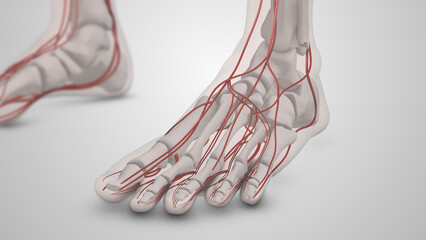 Obraz na płótnie Canvas Diabetic blood vessel damage in the feet 