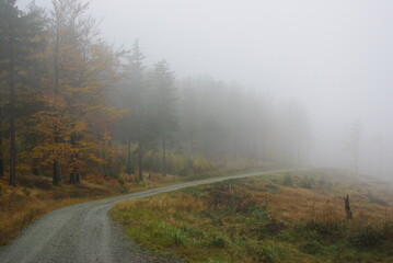 fog in the mountain forest