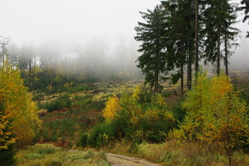 Autumn fog in the forest