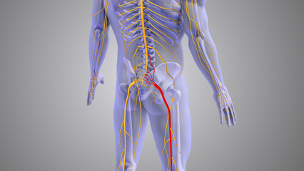 Sciatic nerve pain medical concept	
