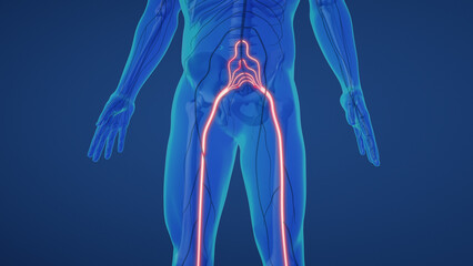 Sciatic nerve pain in lower back	
