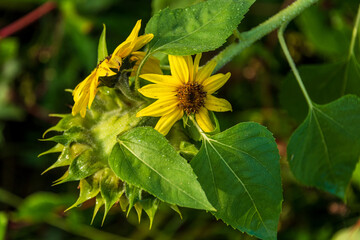 Eine reife Sonnenblume in einem Bauerngarten im herbstlichen Sonnenlicht