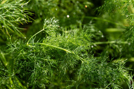 Dill, Dille oder Gurkenkraut, auch Dillkraut und Dillfenchel genannt Anethum graveolens in einem Bauerngarten