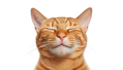 calm down portrait of a cat isolated on transparent background cutout