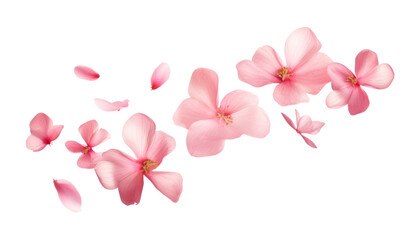 flying pink petals isolated on transparent background cutout