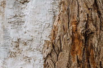 Background, texture of the peeled, uneven surface of an old tree in the forest with bark, pattern. Close-up photography, abstraction.