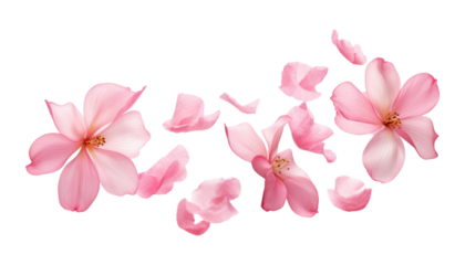 flying pink petals isolated on transparent background cutout