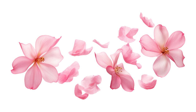 Fototapeta flying pink petals isolated on transparent background cutout