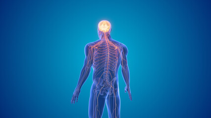 Central nervous system symptoms of Parkinson's disease - obrazy, fototapety, plakaty