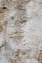 Background, texture of the peeled surface of a tree without bark with a bark beetle pattern. Photography, abstraction.