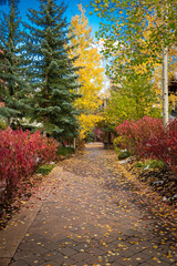 Fototapeta na wymiar walking path in autumn in vail colorado