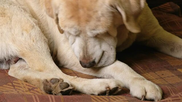 Swollen from allergies old sick fawn labrador retriever dog licks himself. Domestic animal diseases.
