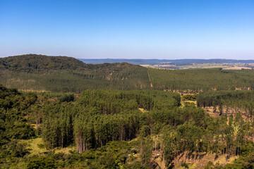 Fototapeta na wymiar view of eucalyptus plantation, with vegetation and mountains in the background.