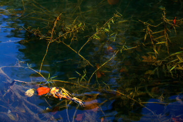 Abstract autumn water reflexion background. Water surface with reflections of autumn leaves....