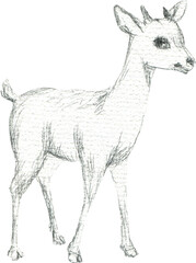 Drawing of a little deer in watercolor