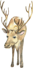 Drawing of a deer with large antlers in watercolor