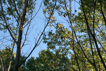 Fototapeta premium Bosque Otoño
