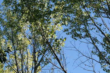 Bosque Otoño