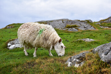 Sheep grazing in rocky pasture