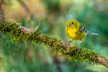 Pine Warbler perched on a tree branch