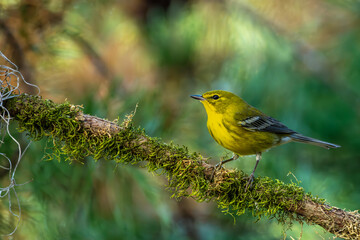 Pine Warbler perched on a tree branch