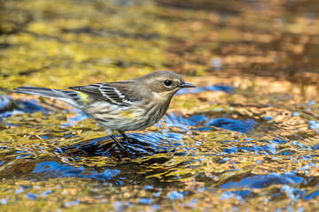 Yellow-rumped Warbler in stream