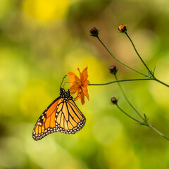 monarch butterfly on an orange cosmos flower