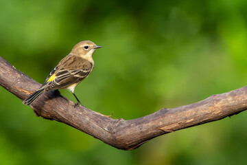 Yellow-rumped Warbler perched on vine